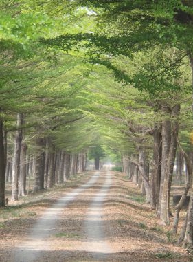林後四林平地森林園區 林後四林平地森林園區